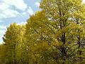 Autumn colours, creekside, Armidale DSC00647